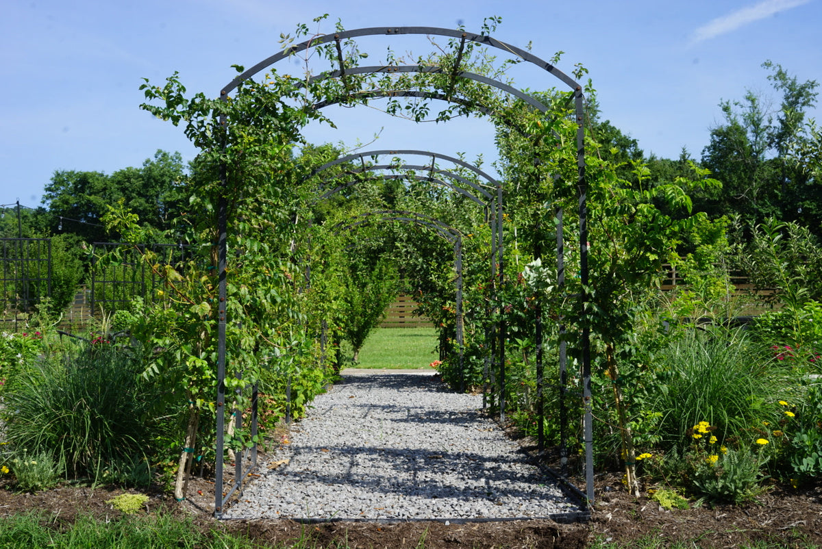 Tunnel Arch Trellis